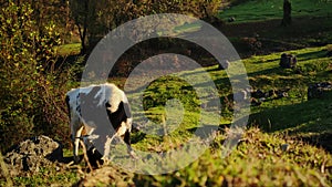 Calm black and white cow pasturing on hillside and eating grass at summer day filmed in slowmo