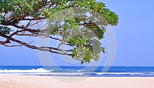 calm blue beach atmosphere with shade trees