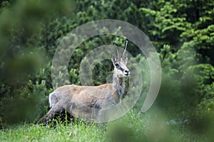 Calm carpathian chamois, rupicapra rupicapra, lying down on a rock in summer mountains. Tranquil chamois resting rock from profile