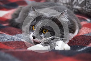 A calm cat is lying on a blanket. Norwegian forest species