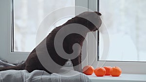 A calm cat sitting on the windowsill next to tangerines on a winter day