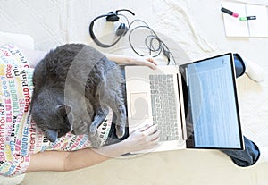 Calm cat sleeping on the sofa with his owner, who working on computer at home. Domestic life oncept