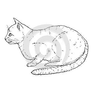 Calm Cat. Vector Black Sketch Feline Illustration