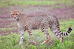 Calm Cheetah walking around in Massai Mara Africa on a meadow