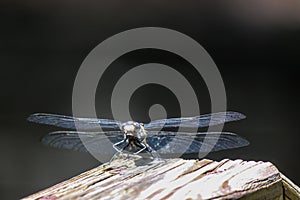 Calm And Collective Dragonfly