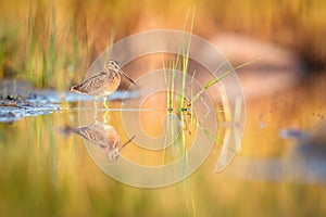 A calm common snipe and its reflection