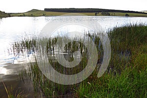 A calm dam with ripples and reeds.