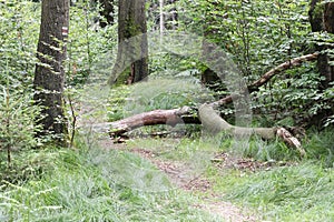 Calm day in the beech wood