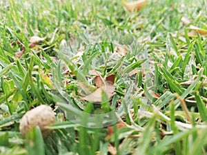 Autumn grass photo