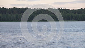 Calm evening by the lake with swimming ducks and forest in the background. Sunset sky by the water shore. Peaceful time camping in