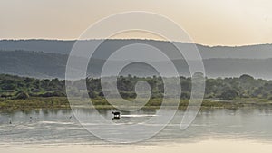 Calm evening landscape. A deer is walking on a shallow lake