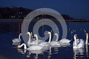 Calm evening sea and dazzling white swans