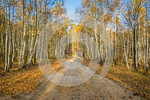 Calm fall season. Beautiful landscape with the road in autumn forest. Birch trees with green, yellow and orange leaves and