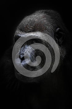 Calm female anthropoid gorilla