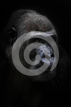 Calm female anthropoid gorilla calmly looks into the distance, portrait