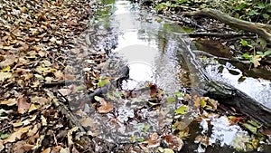 Calm floating water in little creek through green forest jungle shows silky ripples of clear water refreshing and relaxing hiking