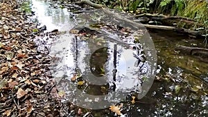 Calm floating water in little creek through green forest jungle shows silky ripples of clear water refreshing and relaxing hiking