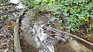 Calm floating water in little creek through green forest jungle shows silky ripples of clear water refreshing and relaxing hiking