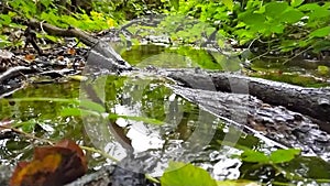 Calm floating water in little creek through green forest jungle shows silky ripples of clear water refreshing and relaxing hiking