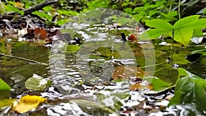 Calm floating water in little creek through green forest jungle shows silky ripples of clear water refreshing and relaxing hiking