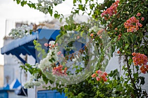 Calm flowerful street in the famous and touristic city of Sidi-Bou-SaÃ¯d photo