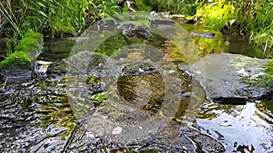 Calm flowing water stream over rocks through idyllic green nature with clear water in summer time. Green river banks