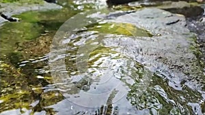 Calm flowing water stream over rocks through idyllic green nature with clear water in summer time. Green river banks