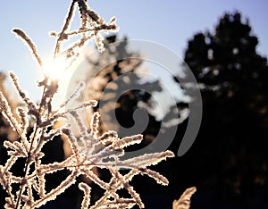 A calm, frozen winter scene. Amazing nature background. Frozen grass at sunrise close up