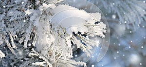 A calm, frozen winter scene. Amazing nature background. Frozen pine tree  close up