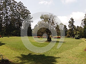 Calm Garden at Nuwara eliya