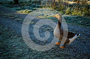 Calm goose