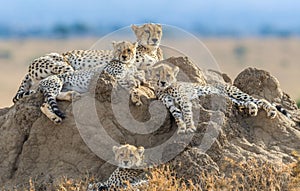Calm group of Cheetahs laying on a rock in Massai Mara in Kenya