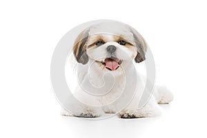 Calm, happy, cute little purebred shih tzu dog lying on floor with smiling muzzle isolated on white studio background