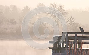 Calm heron on the water