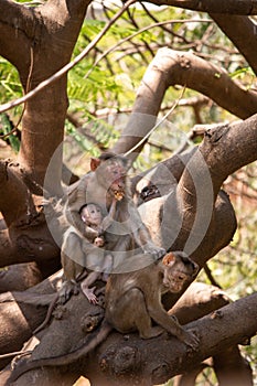 A calm and hurt mother monkey handling its two babies