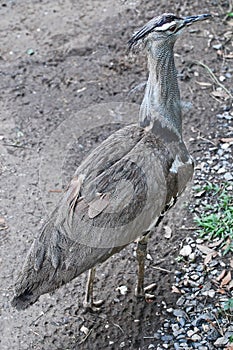 Calm Kori Bustard