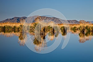 Calm Lake with Clumps of Reeds