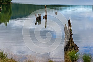 Calm lake landscape with decayed tree stumps