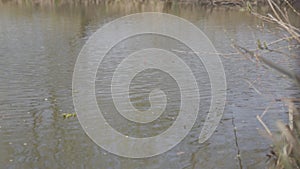Calm lake or pond water under overcast spring or autumn sky. Natural basin outdoors. Nature, landscape, tranquility.