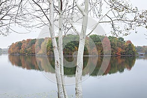 Calm lake with trees in autumn color and white poplars in the foreground