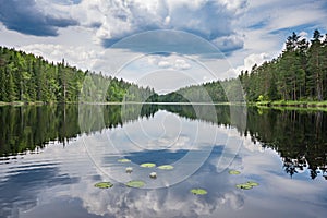 Calm lake with waterlilies and pine forest reflected in the water