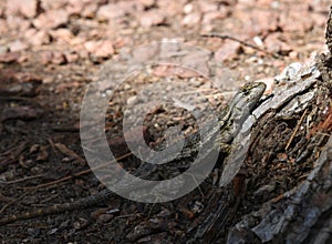 Calm lizard on the sun resting in a tree