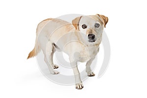 Calm mixed breed small white dog isolated