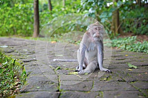 Calm monkey sitting on the sidewalk