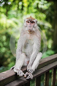 Calm monkey sitting on a wooden railing