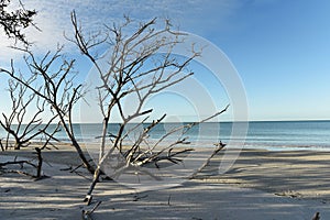 Calm morning on the shores of the Atlantic Ocean. Dry tree on the beach.