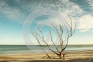 Calm morning on the shores of the Atlantic Ocean. Dry tree on the beach. Gulf of Mexico. Florida. USA.