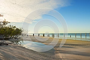 Calm morning on the shores of the Atlantic Ocean. Mangroves on the shore. Mehsican Bay.Florida. USA.