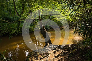 Calm muddy creek stream with reflections passing through lush green area and tree with exposed roots