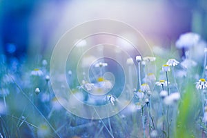 Sunset flowers meadow under soft sunlight and sun rays. Spring meadow field background